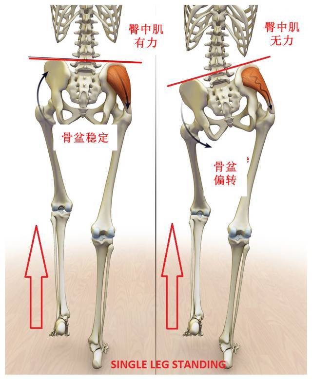 跑步更稳定,练好臀中肌