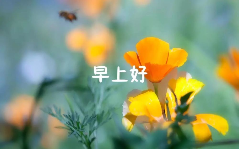 6,愿你的生活如阳光般明媚美好;如露珠般晶莹剔透;如春风般温柔舒服.