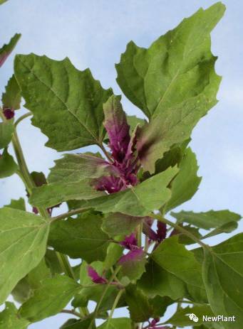 烟台、灰灰菜与莱国