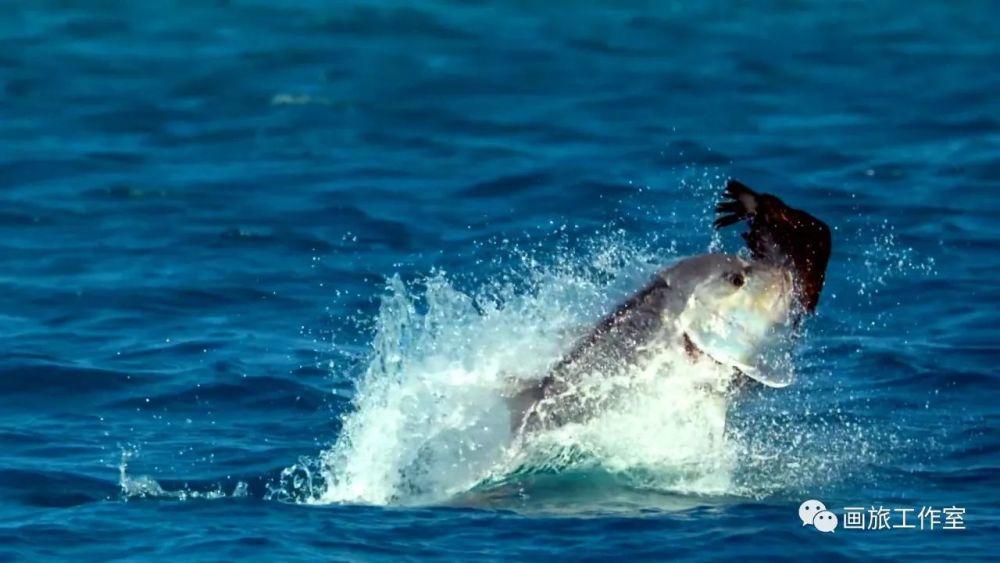 蓝色星球2--BBC最美纪录片,没有之一