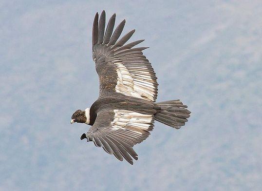 世界上最大的猛禽,是多国的国鸟,可以活到100