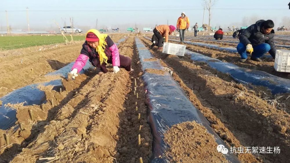 抗病虫雄株速生杨正确栽种的方法