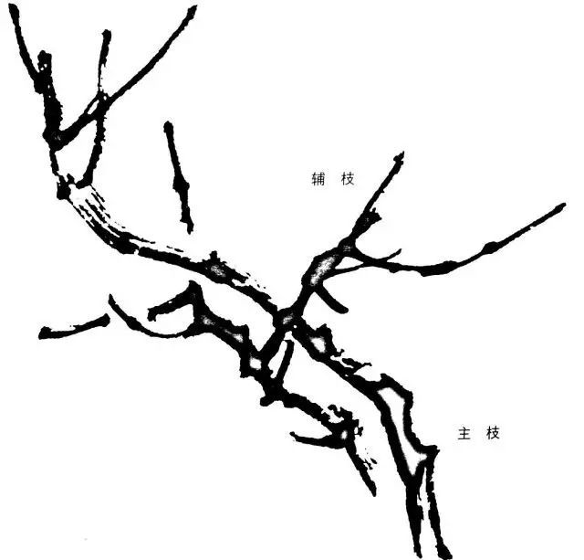 学画花卉宜先从枝干学起,首先要注意枝干的结构与穿插关系,以及梅花