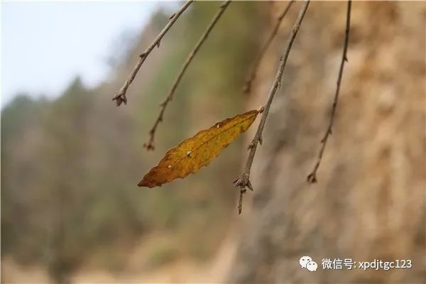 村至西溪坪火车北站31公里:满坡的木瓜籽儿.满