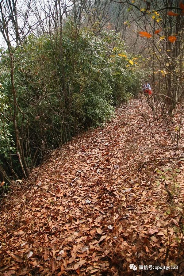 村至西溪坪火车北站31公里:满坡的木瓜籽儿.满