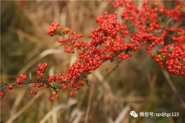 村至西溪坪火车北站31公里:满坡的木瓜籽儿.满