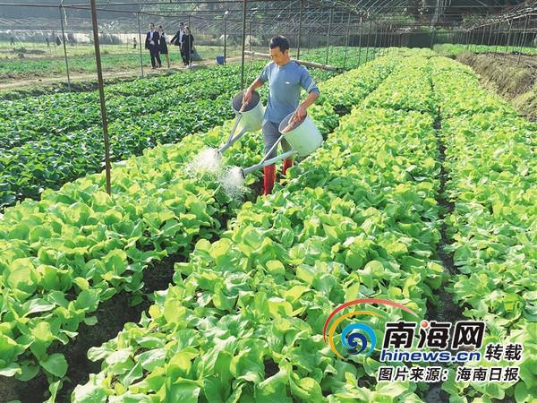 图为五指山畅好乡高山蔬菜基地.