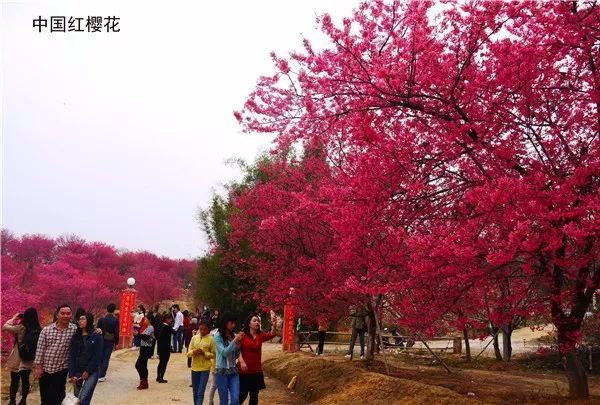 欣赏过世界各地的樱花,你见过代表中国大红色