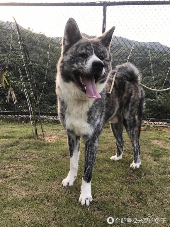 虎斑秋田犬?主人花6万多从日本买来!