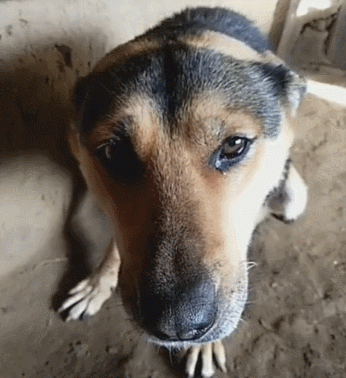 老狗得知自己被卖,流下潸然泪水,守家多年不如200块!