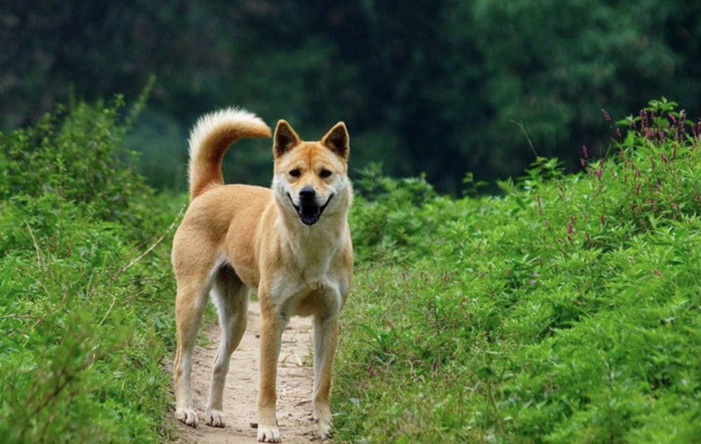(特别是与大多西洋犬种弯曲的后腿踝关节相比更是明显) 毛:中毛为主