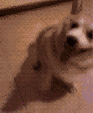 壁纸 动物 狗 狗狗 300_366 gif 动态图 动图