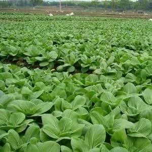 全南县蔬菜联产联销联出一片新天地