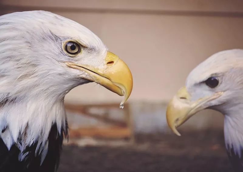 没病?从长发飘飘到秃头谢顶,这就是她辞职写作