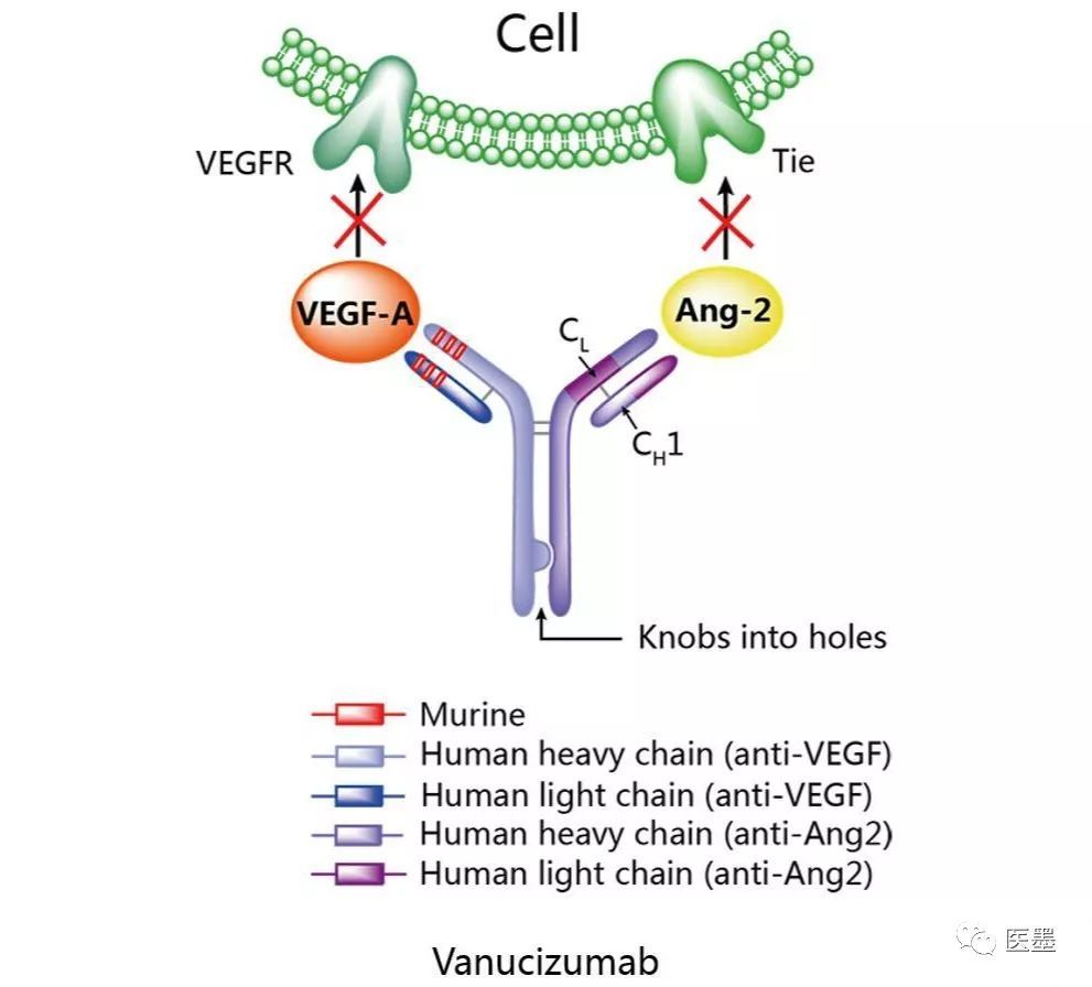 第二代抗血管生成靶向药亮相:控制率60%