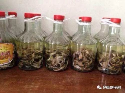 海马泡酒是整只泡,还是打碎泡?只有1%的人做