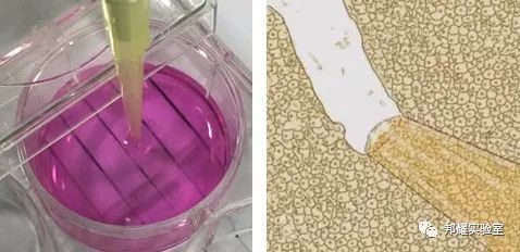 细胞迁移必备技能--划痕实验