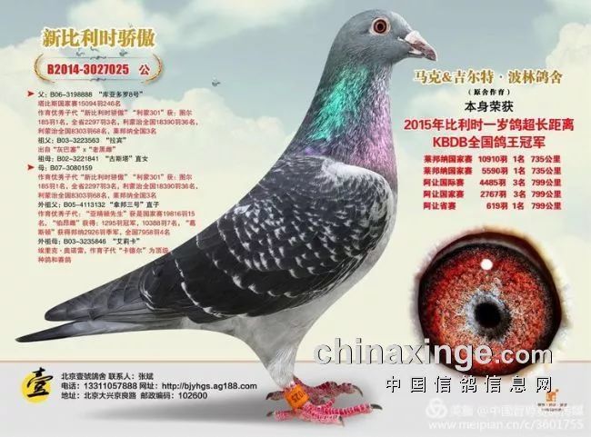 北京壹号鸽舍-张斌先生展示翅膀