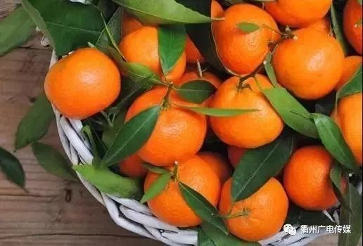 大突破!衢州早熟椪柑可现采现吃!柑橘十大明星