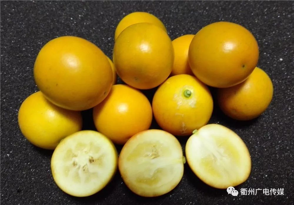 大突破!衢州早熟椪柑可现采现吃!柑橘十大明星