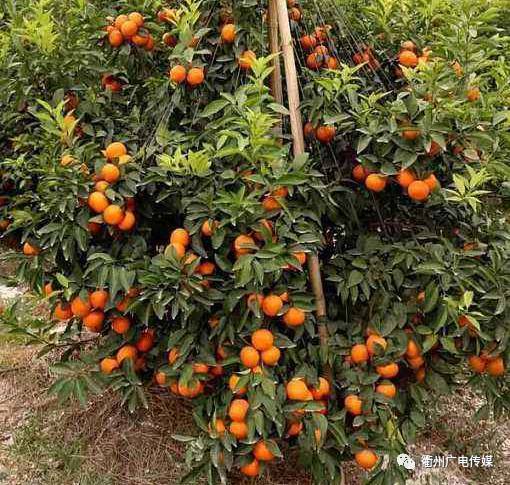 大突破!衢州早熟椪柑可现采现吃!柑橘十大明星