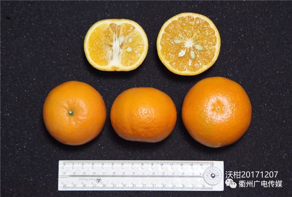 大突破!衢州早熟椪柑可现采现吃!柑橘十大明星