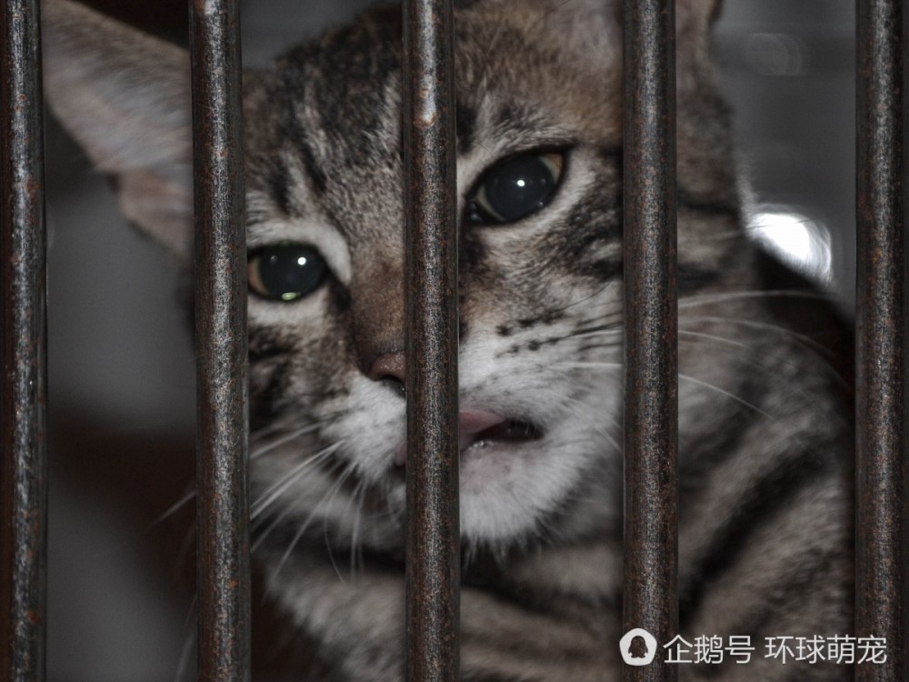 9张搞笑猫咪照片:猫猫被关在笼中 仿佛在上演《铁窗泪