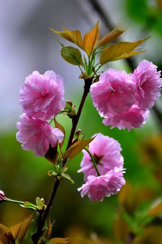 等春暖花开时,我们一起去武汉看樱花