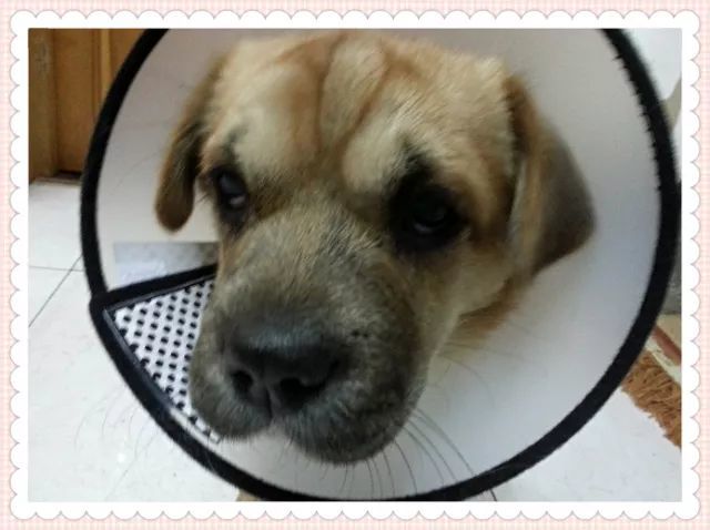 一条流浪狗的自白