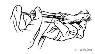 小鼠腹腔注射,我为什么总是打不进或出血?