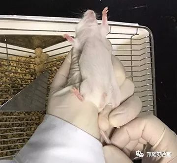 小鼠腹腔注射,我为什么总是打不进或出血?