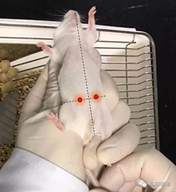 小鼠腹腔注射,我为什么总是打不进或出血?