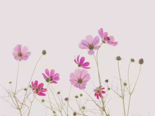 子是否出国留学、转回老家上学的阿卡西解读个