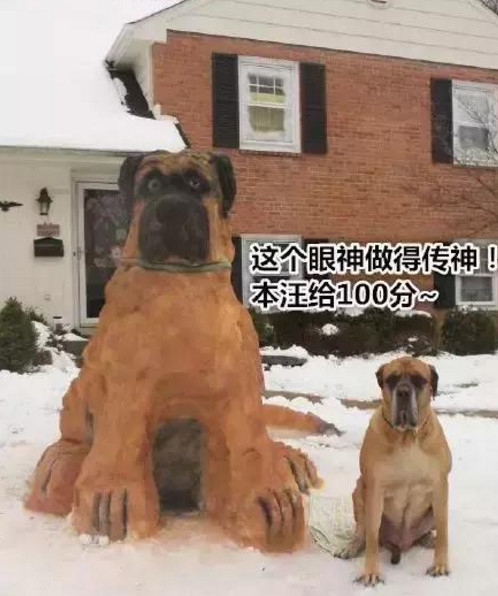 下雪了你们有带上家里的狗狗一起出去堆雪人吗?