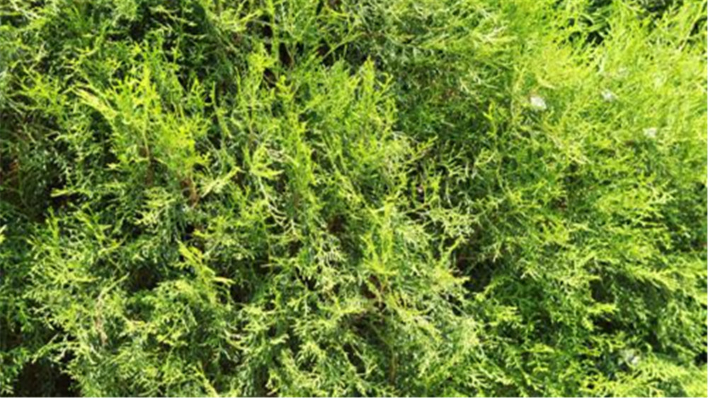 炒柏子仁治疗血虚心悸,失眠盗汗,用一个好一个