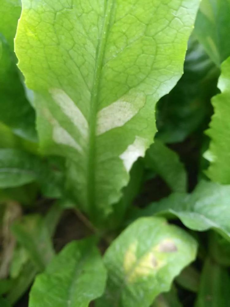 临沂客户油麦菜白粉病和霜霉病