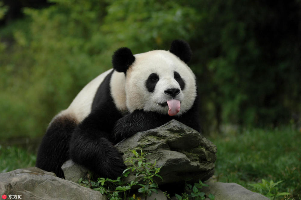 大熊猫趴在石头上吐舌头卖萌.(东方ic)