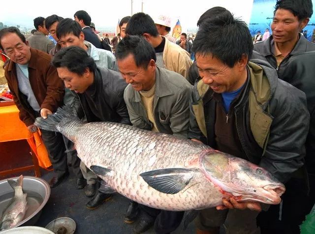大头鱼 因为其肉嫩味鲜而名扬海内外 每年的12月25日 是江川人民特有