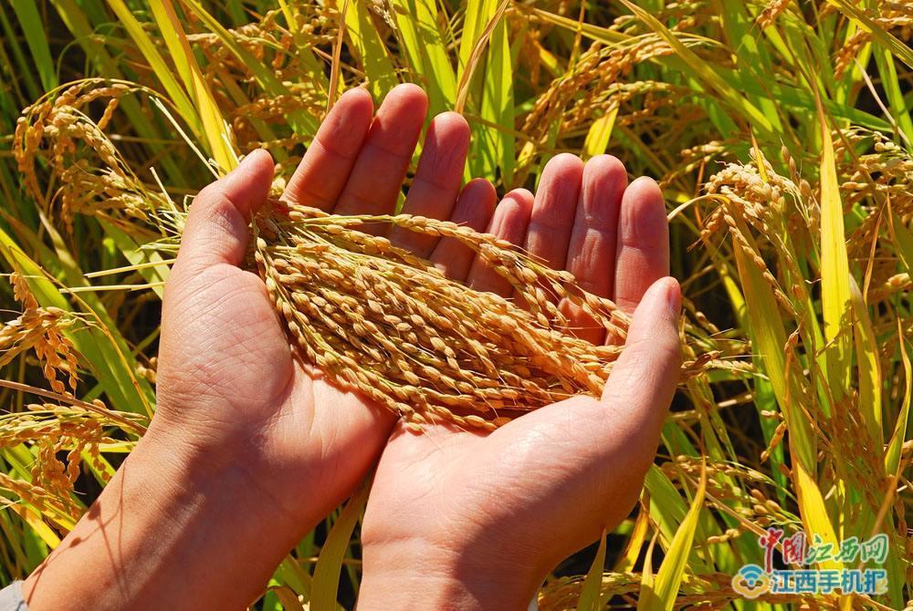 南昌今年粮食总产量预计47.96亿斤 迎来"十四连丰"