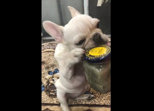 狗狗喜欢吃臭豆腐,当见到臭豆腐时,口水流满地