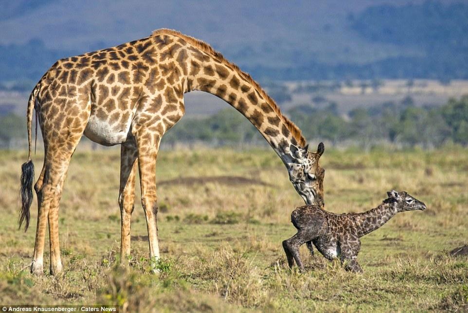 德国导游实拍肯尼亚长颈鹿野外生宝宝