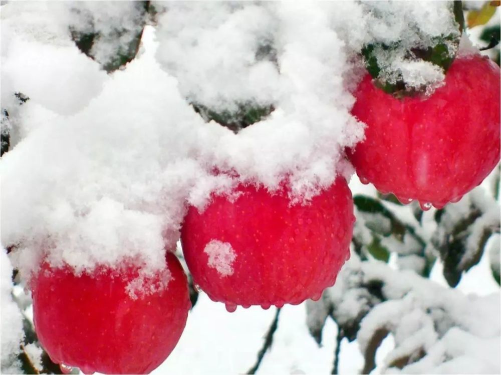 孕育着富有灵性的雪之果 —— 万荣雪糖心苹果 冻雪裹住了刚形成的