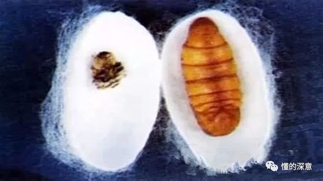 完美的蜕变,春蚕到死丝方尽蜡炬成灰泪始干