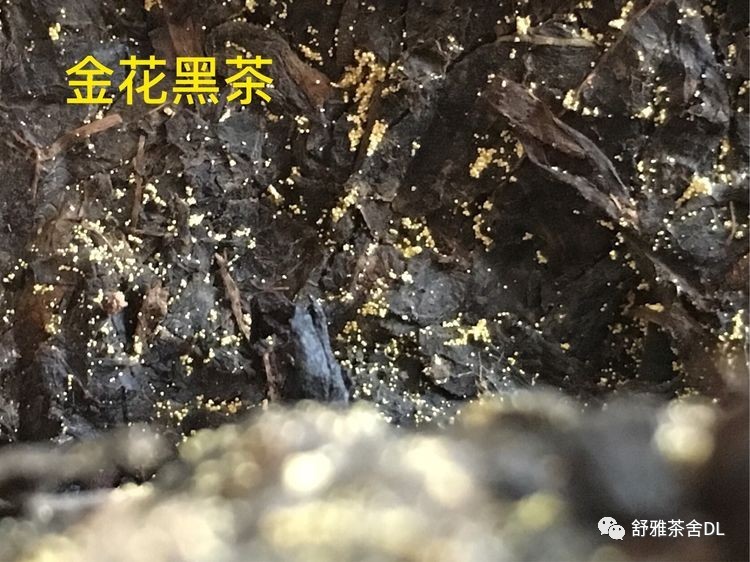 安化黑茶·冠突散囊菌·冰碛岩