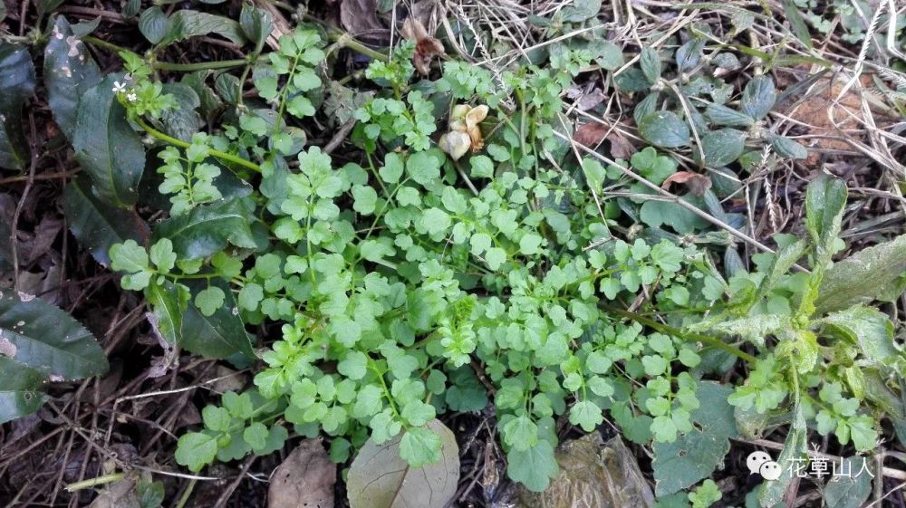 两种美味的野菜:碎米荠,黄鹌菜