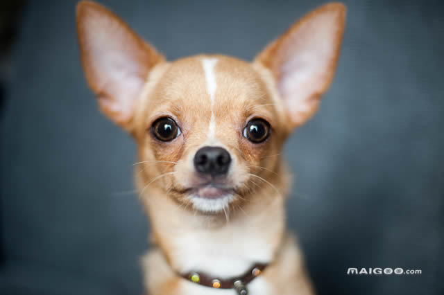 世界十大最小的狗最小的迷你犬世界最小狗超小型犬盘点 看点快报