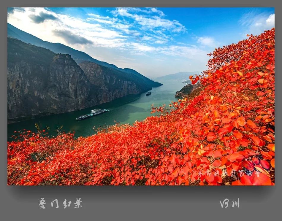 又是一年三峡红叶时,邀请天下游客共赏奉节美景