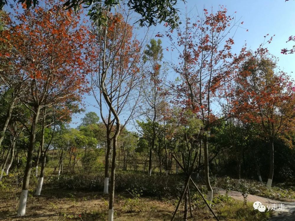 深圳聚龙山生态公园,偶遇枫叶,樱花的地方,深圳