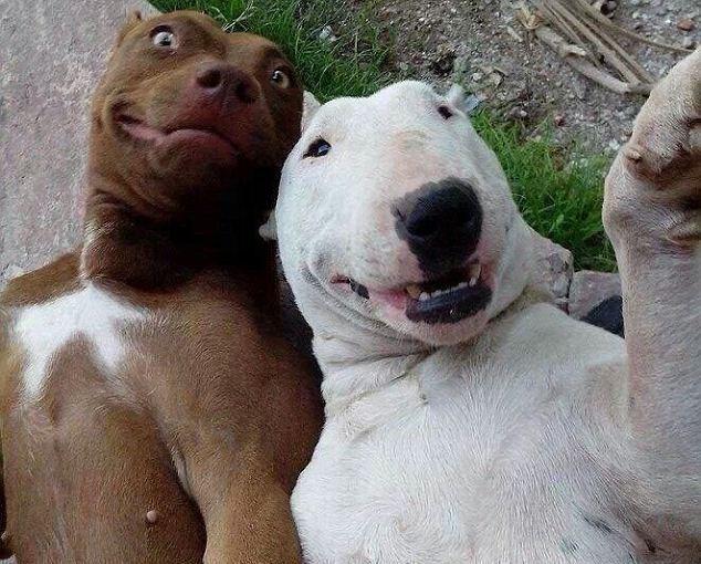 壁纸 动物 狗 狗狗 634_510