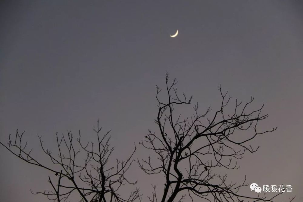 早梅初识春风面